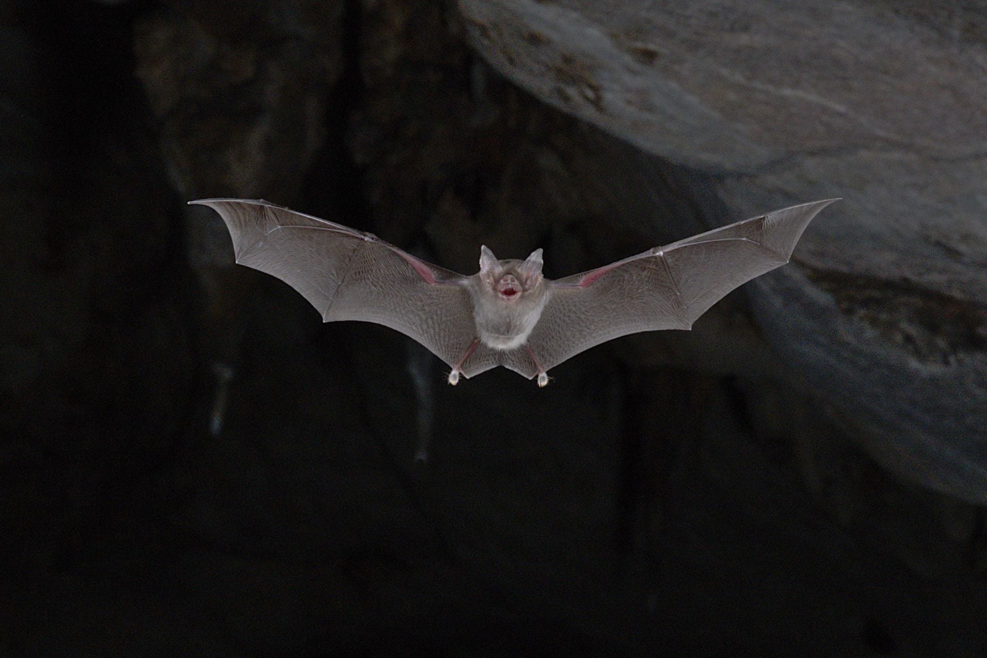 Craseonycteris Thonglongyai