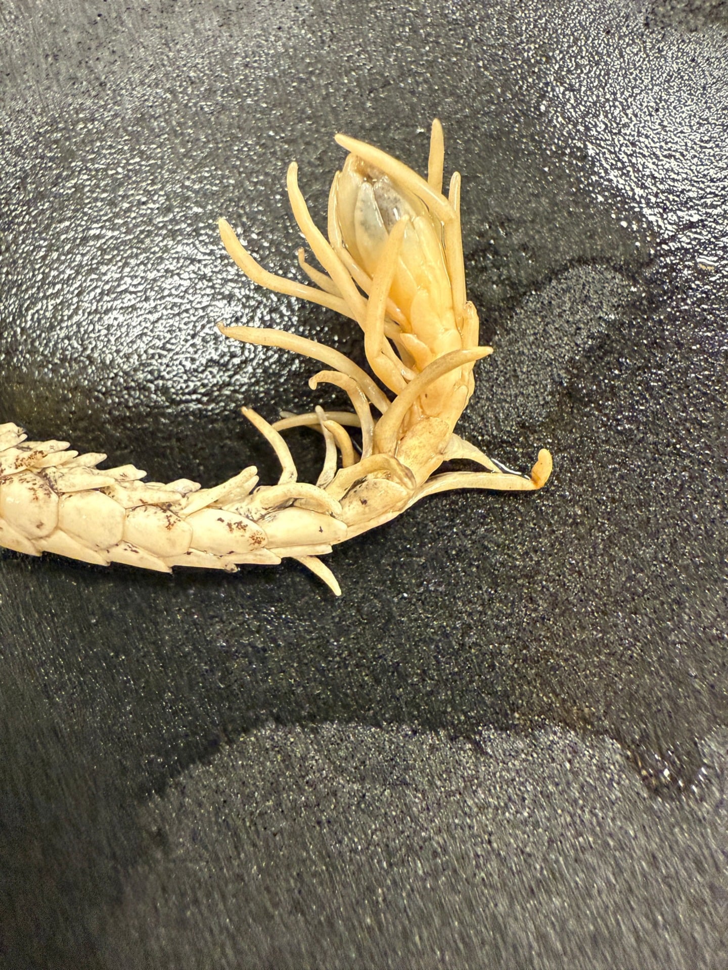 Field Museum Pseudocerastes Urarachnoides