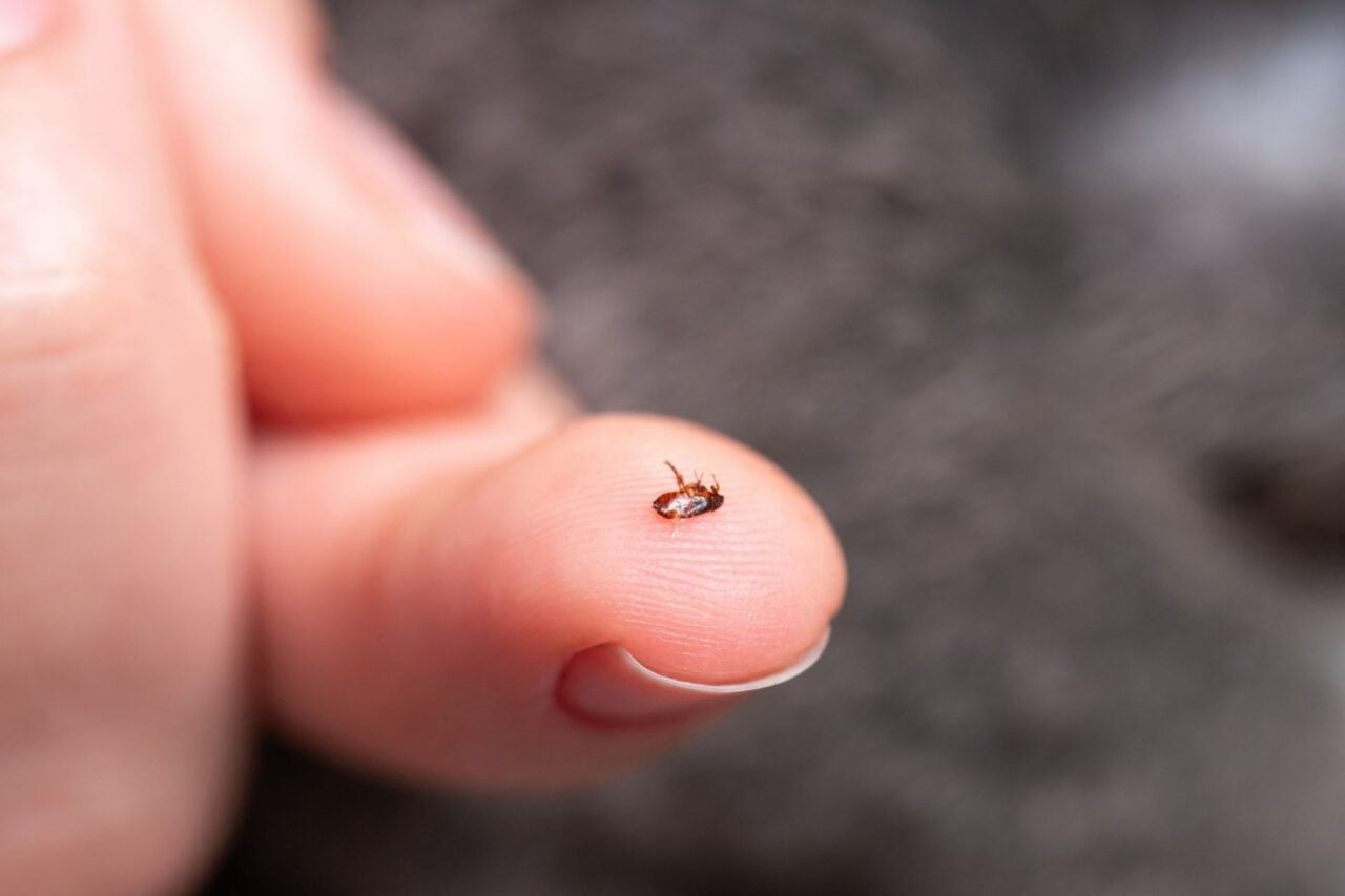 Flea On Finger