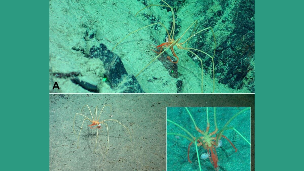 These Deep Sea Denizens Use Giant Sea Spiders as Ubers