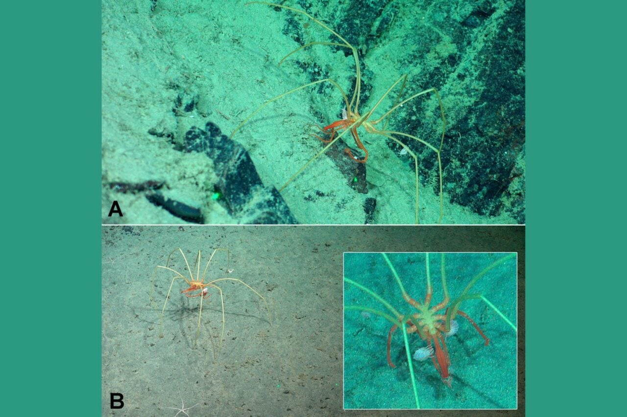 Giant Sea Spider With Hitchhikers