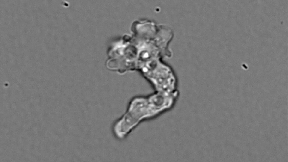 Say Hello to the ‘Fire Amoeba.’ It Just Broke a Heat Limit Scientists Thought Was Impossible