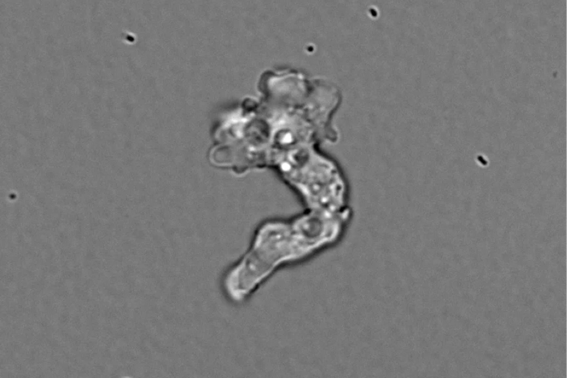 Incendiamoeba cascadensis seen at 55 degrees Celsius.