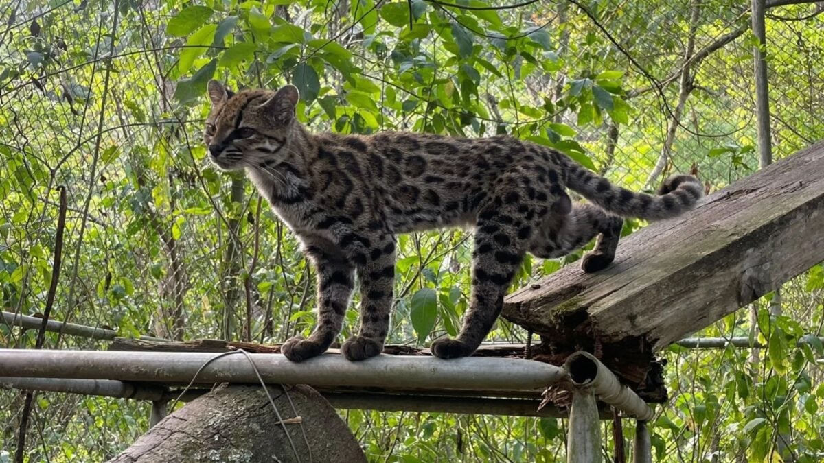 Scientists Discover First New Cat Species in Over a Century—and It’s Love at First Sight