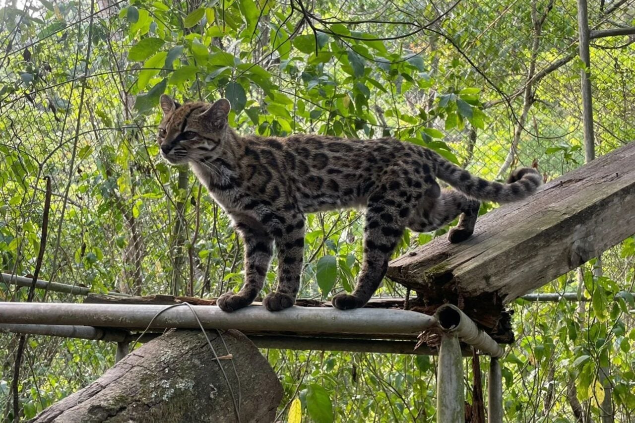 Scientists Discover First New Cat Species in Over a Century—and It’s Love at First Sight