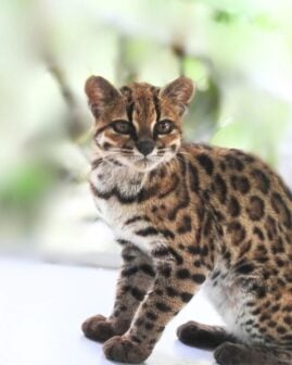 Leopardus Tilcayo 4