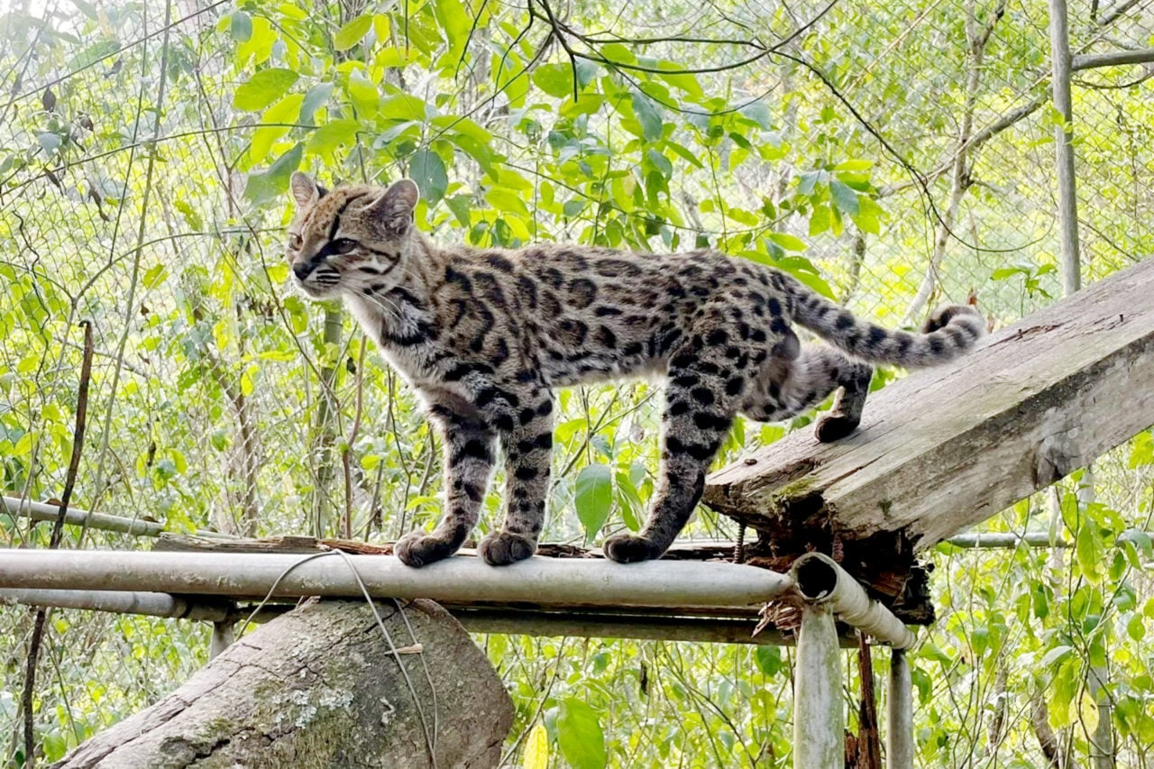 Scientists Discover First New Cat Species in Over a Century—and It’s Love at First Sight