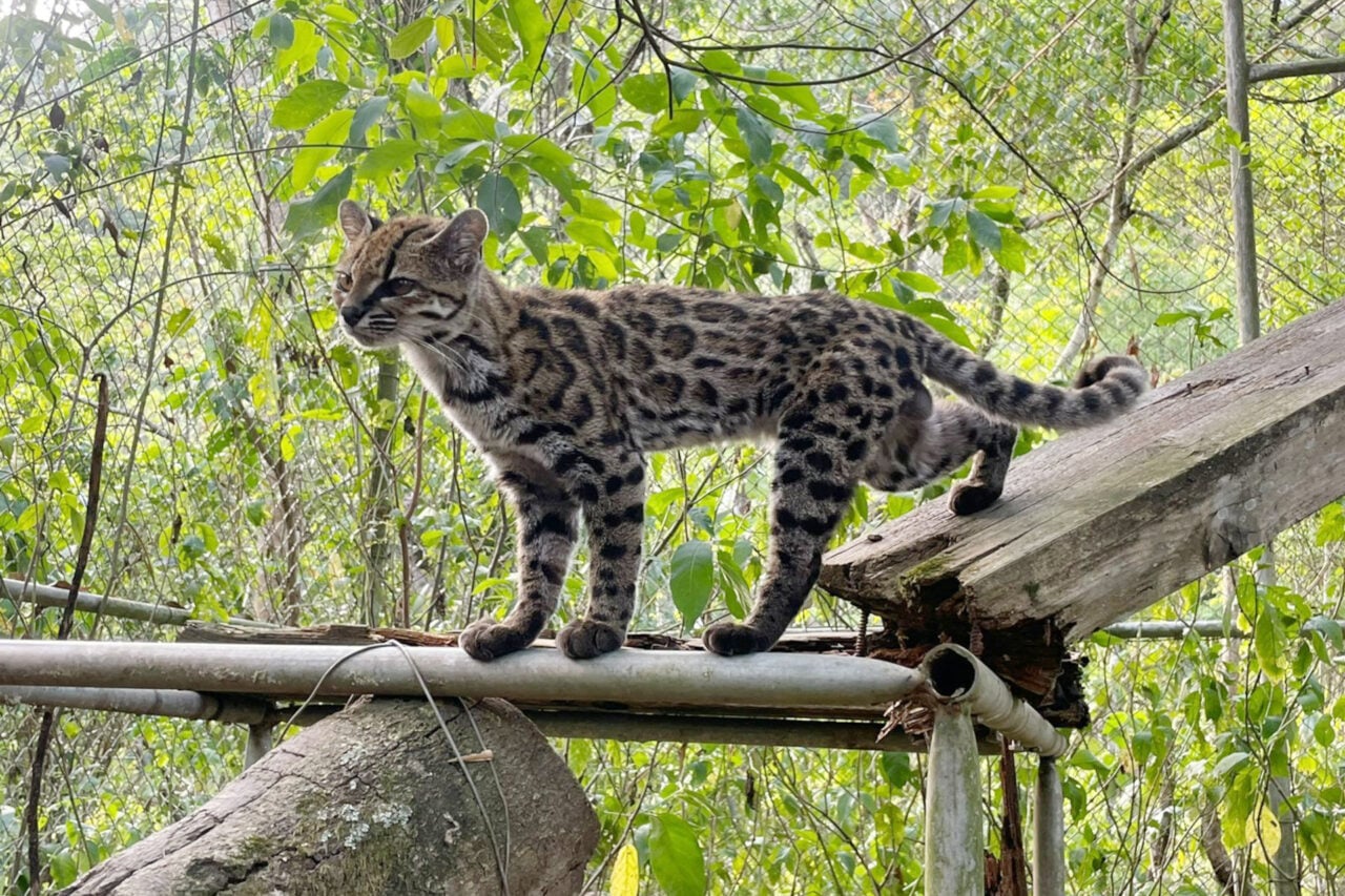Scientists Discover First New Cat Species in Over a Century—and It’s Love at First Sight