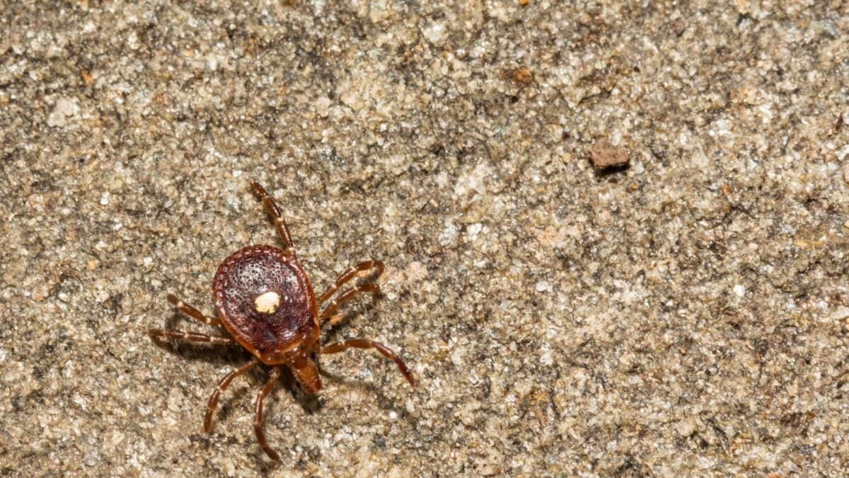 A Mysterious Tick Disease Has Been Spotted in New York