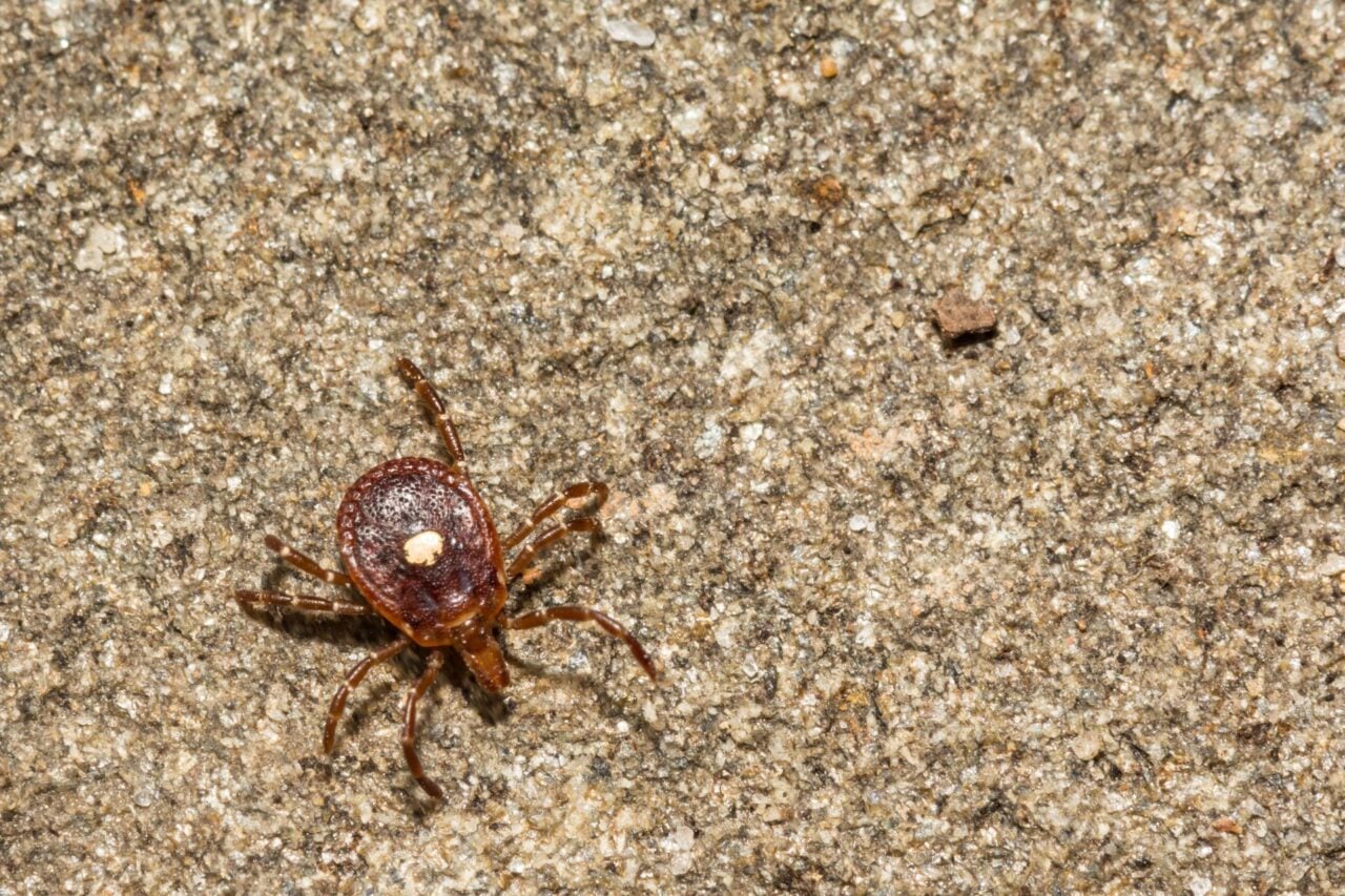 A Mysterious Tick Disease Has Been Spotted in New York