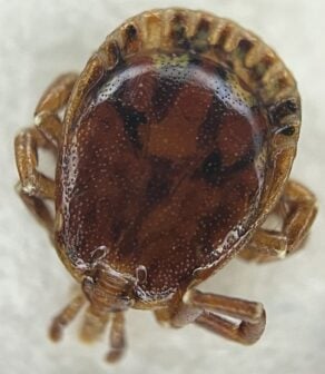 Lone Star Tick From Stari Patient