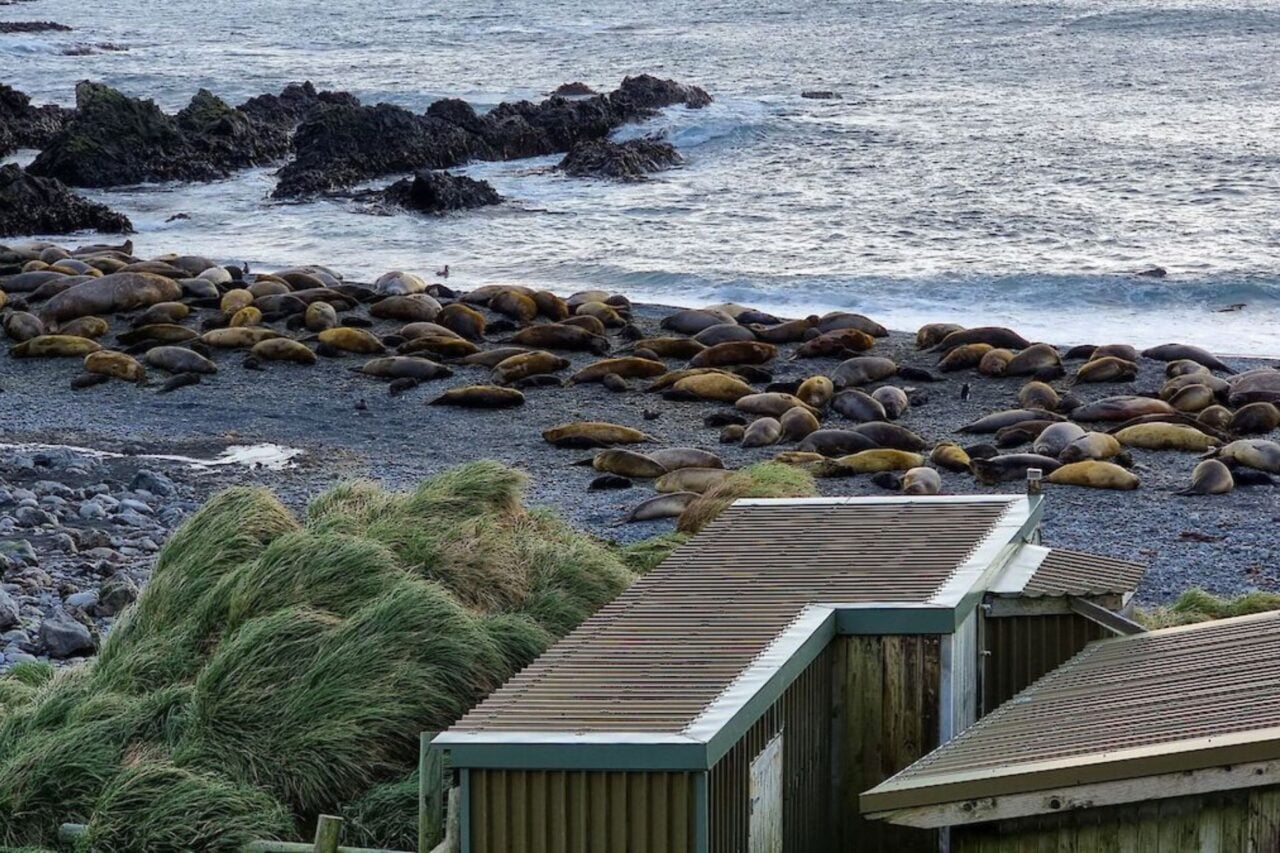Macquarie Island Elephant Seals