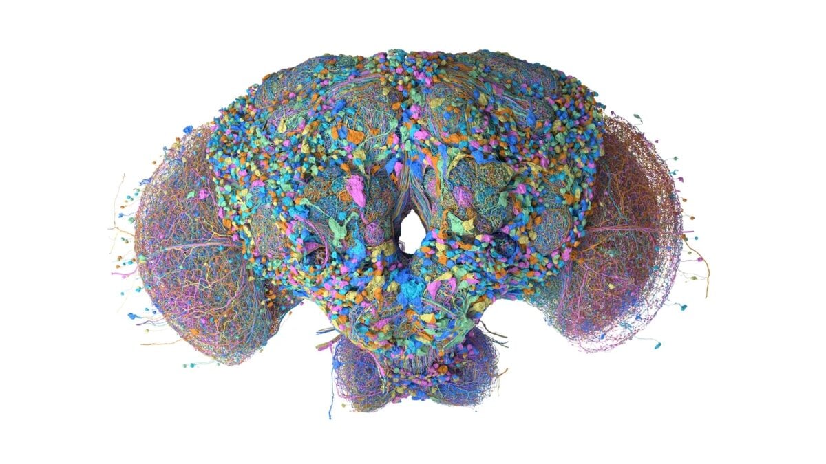 Google Mapped a Fruit Fly’s Brain. Now It’s Playing Doom and Super Mario 64