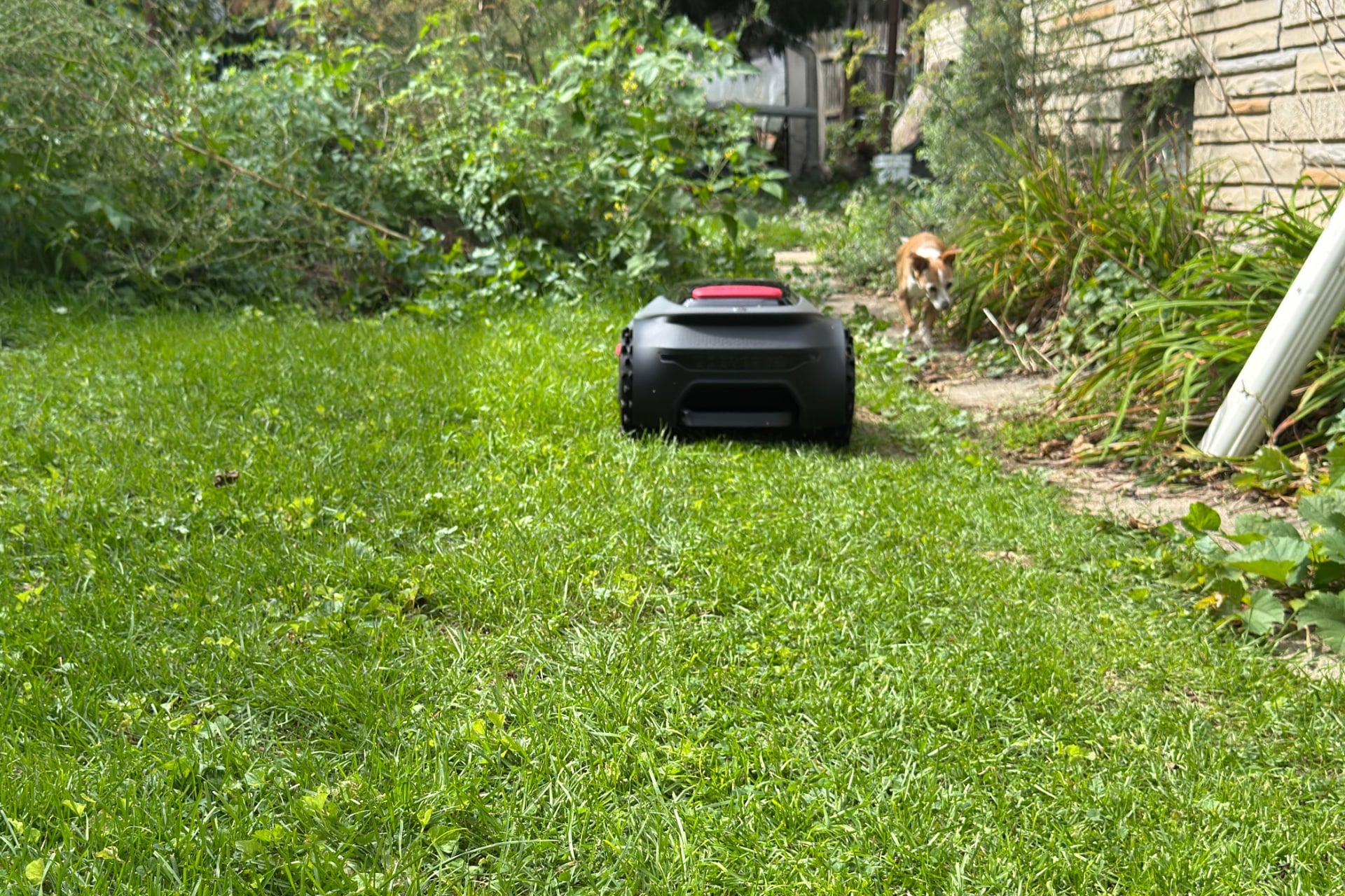 Mova Lidax Pro 800 shown from the rear at a distance, as it mows grass.