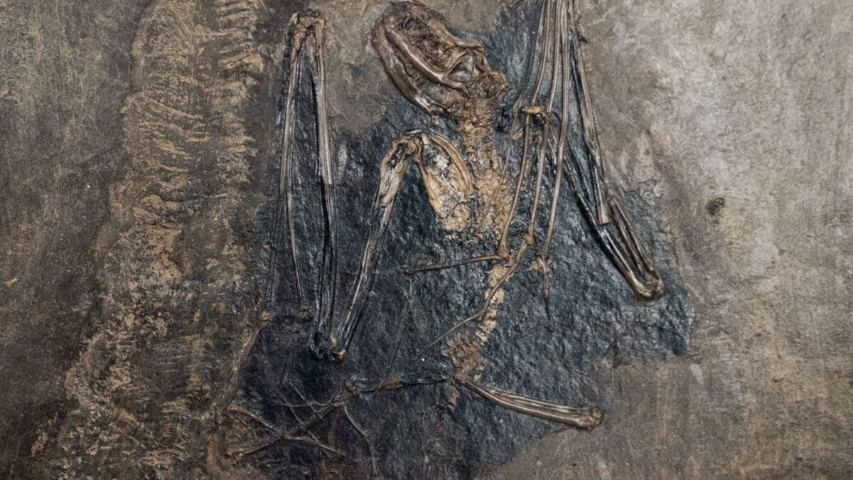 We Finally Know Where Bats Came From&mdash;and Dracula Would Approve