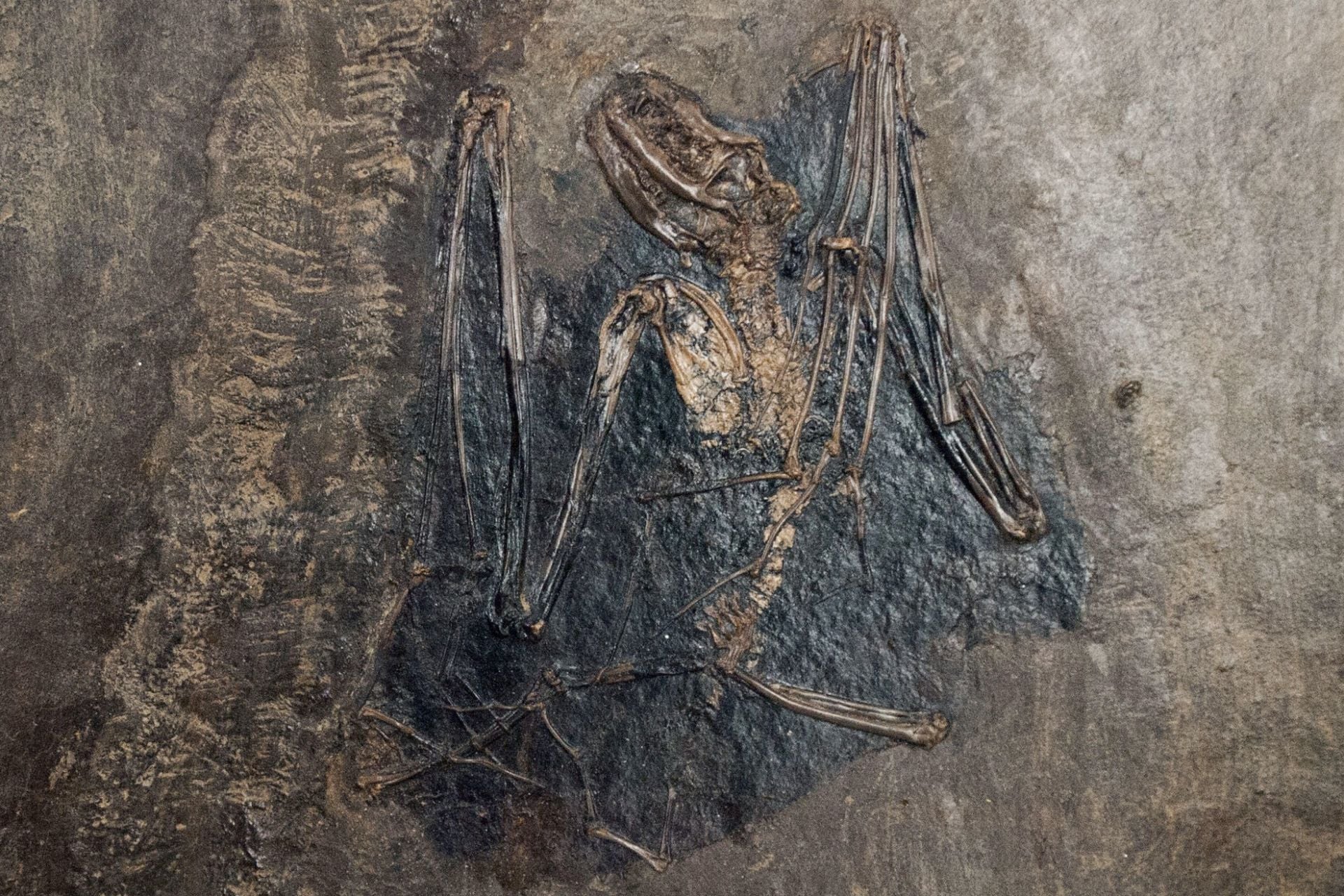 A fossil of Palaeochiropteryx Tupaiodon. It was found at the Messel Oil Shale in Germany and is about 47-48 million years old.