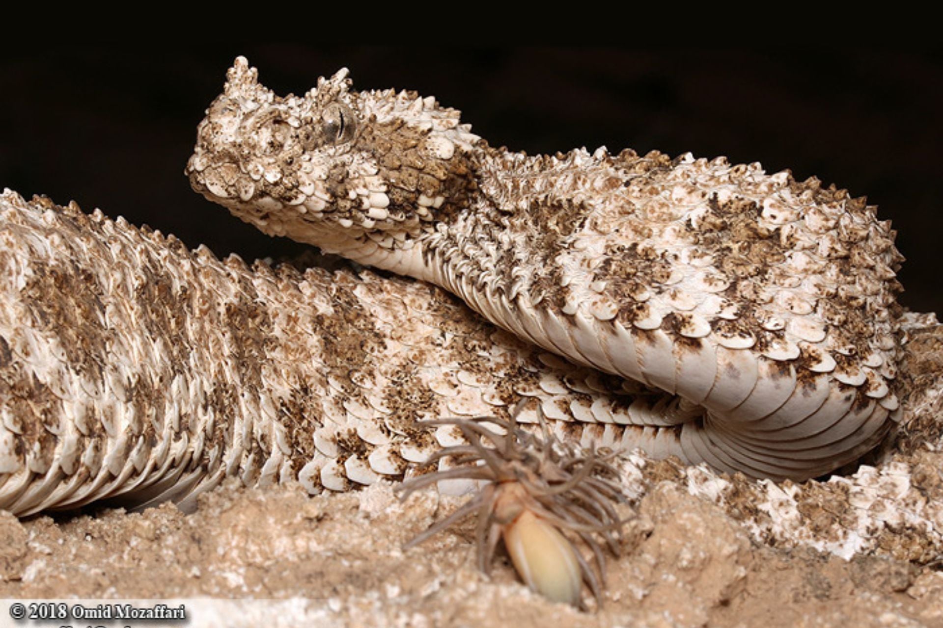 Pseudocerastes Urarachnoides