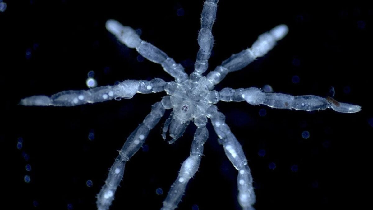 This Newly Discovered Sea Spider Is a Parasite With Its Own…