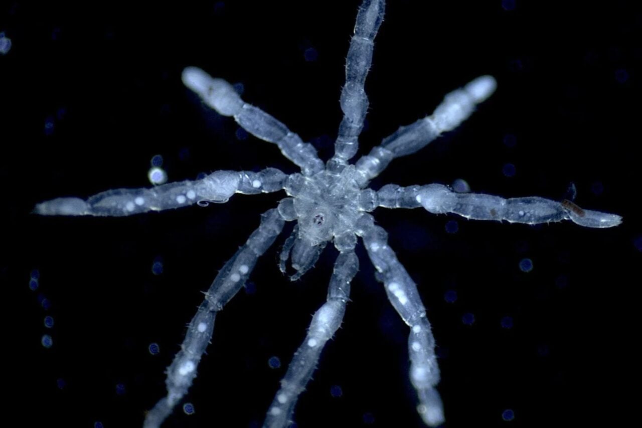 Tanystylum Kiixin 2