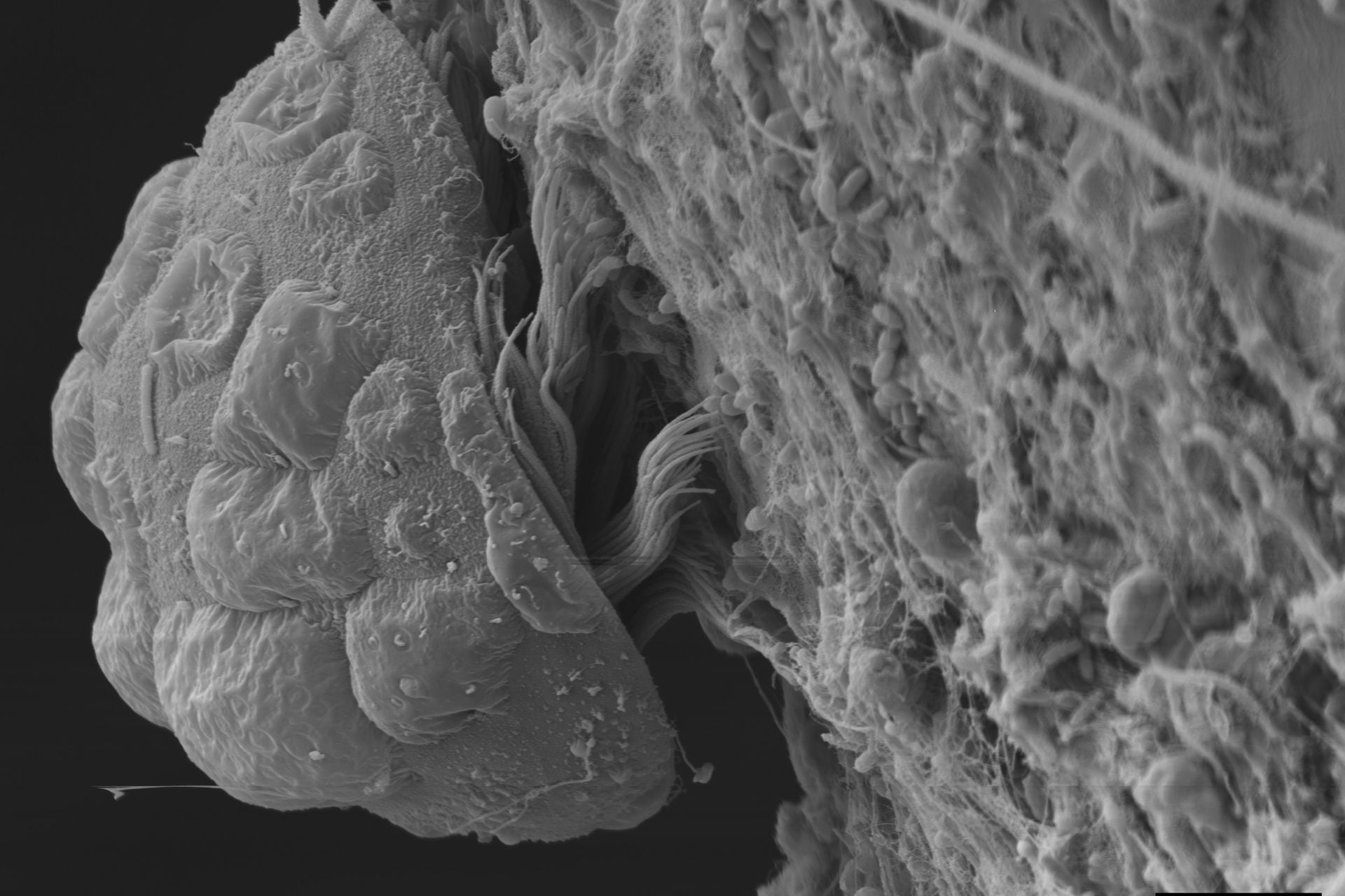Tanystylum Kiixin
