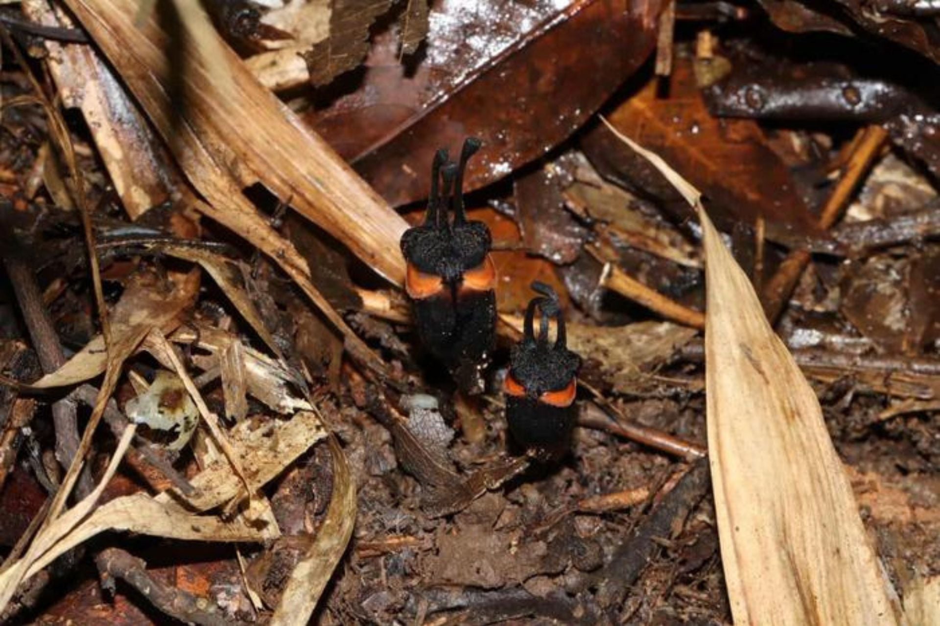 Thismia daemona in its natural environment.
