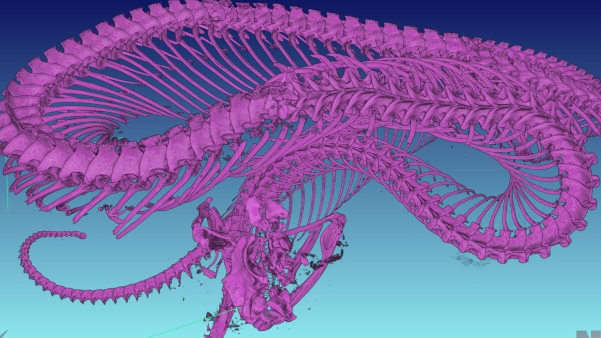This Snake’s Bizarre Tail Looks Like a Spider. Scientists Finally Took a Peek Inside