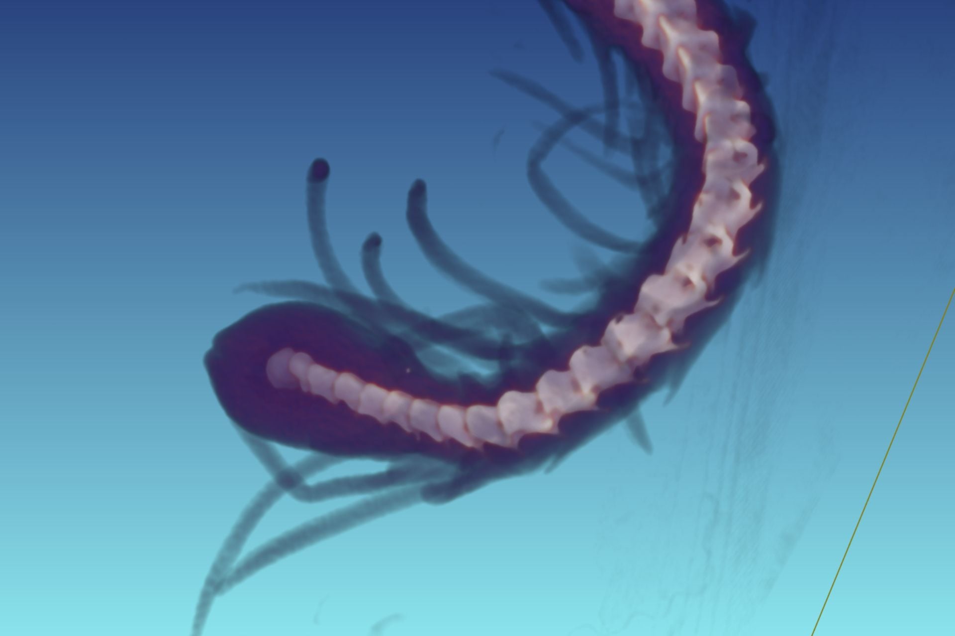 Xct Of Pseudocerastes Urarachnoides 2