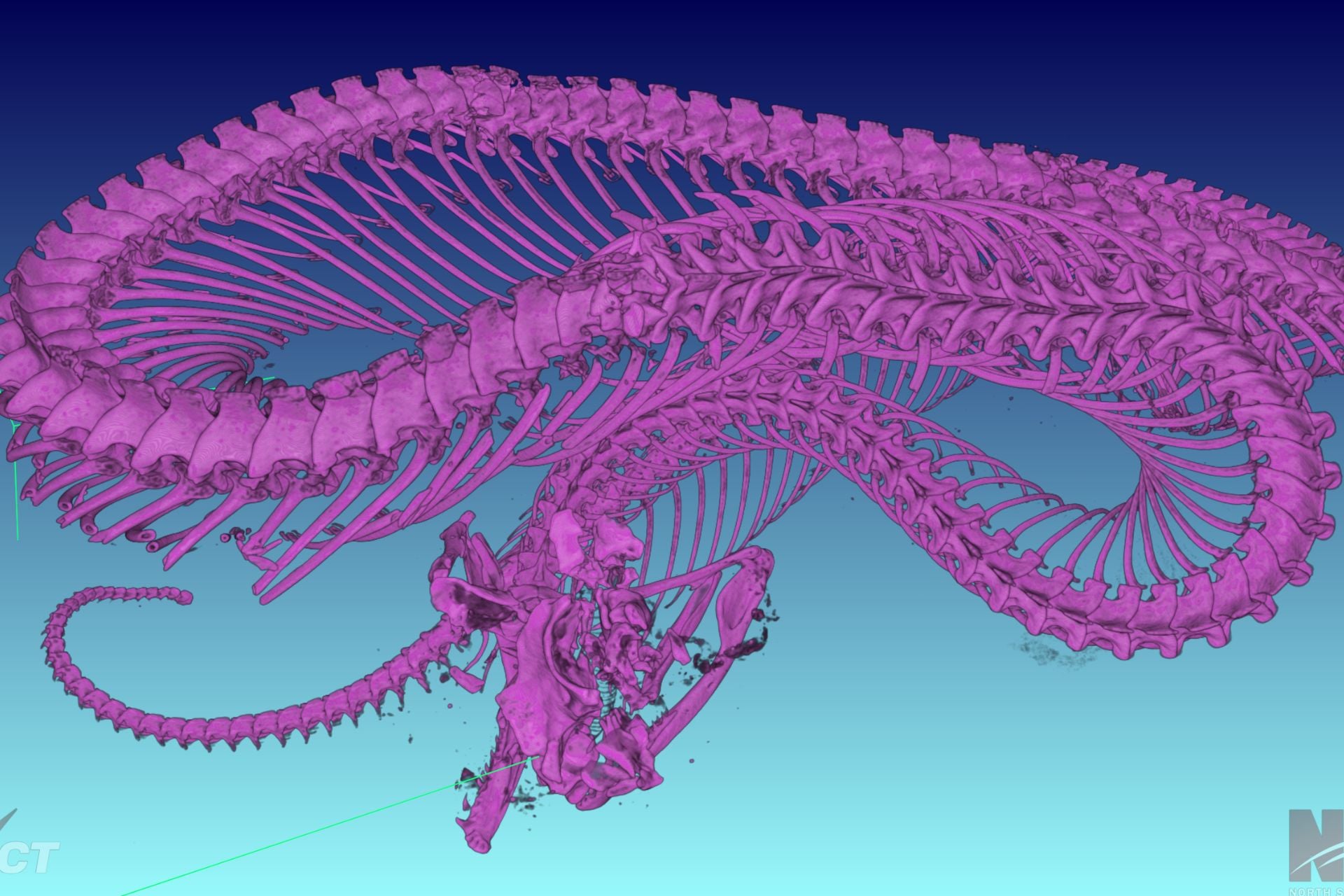 A CT scan of the entire skeleton of a spider-tailed horned viper.