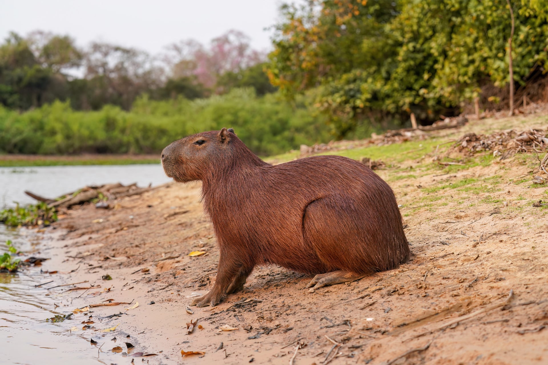 A modern capybara by a river in Parque Estadual Encontro das Águas, Brazil