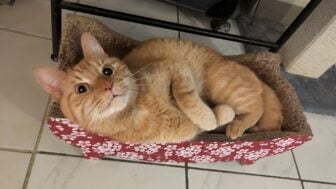 Cheddar