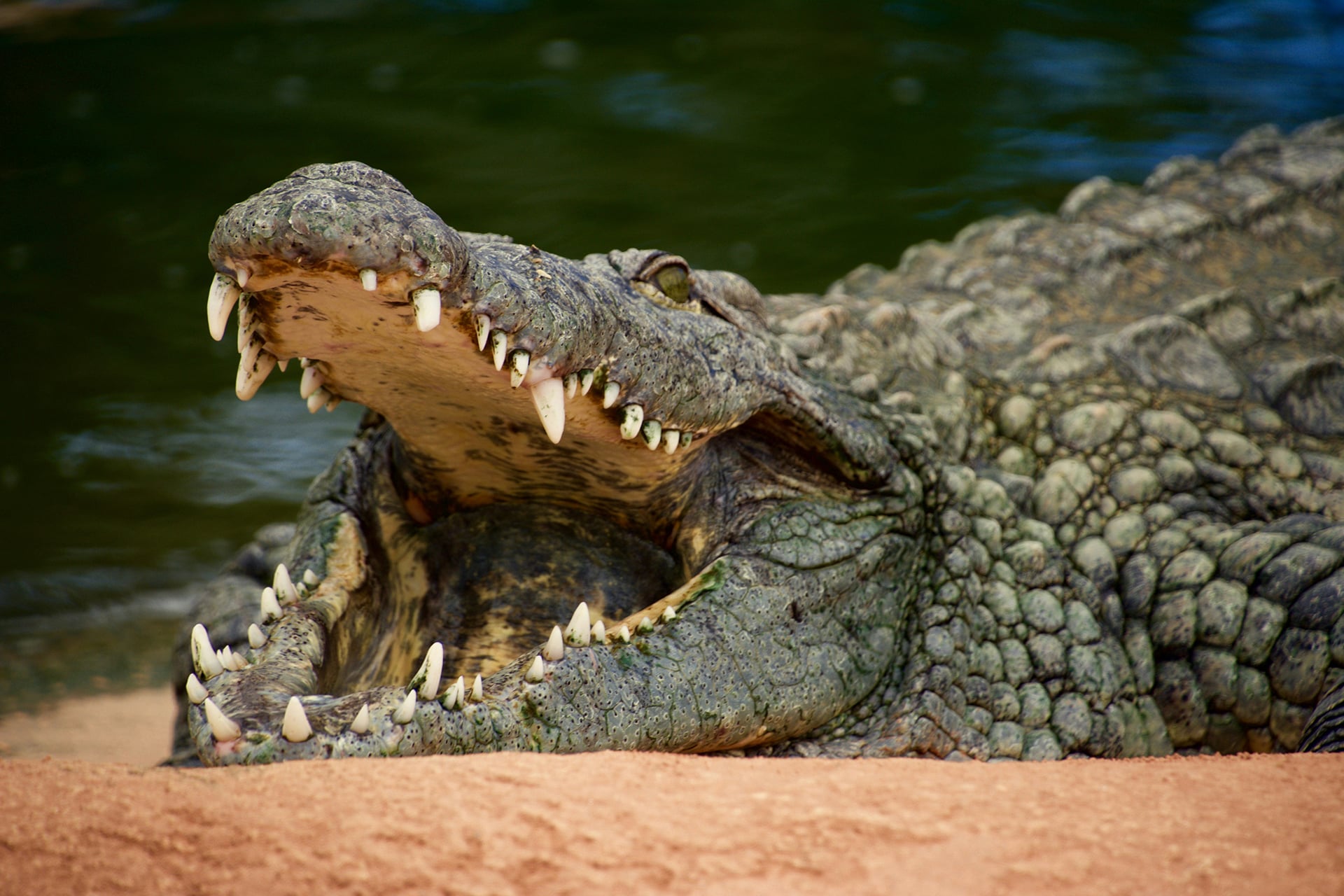 An actual crocodile