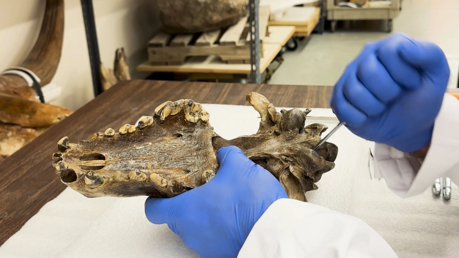 Dire Wolf Skull Diregb Extraction