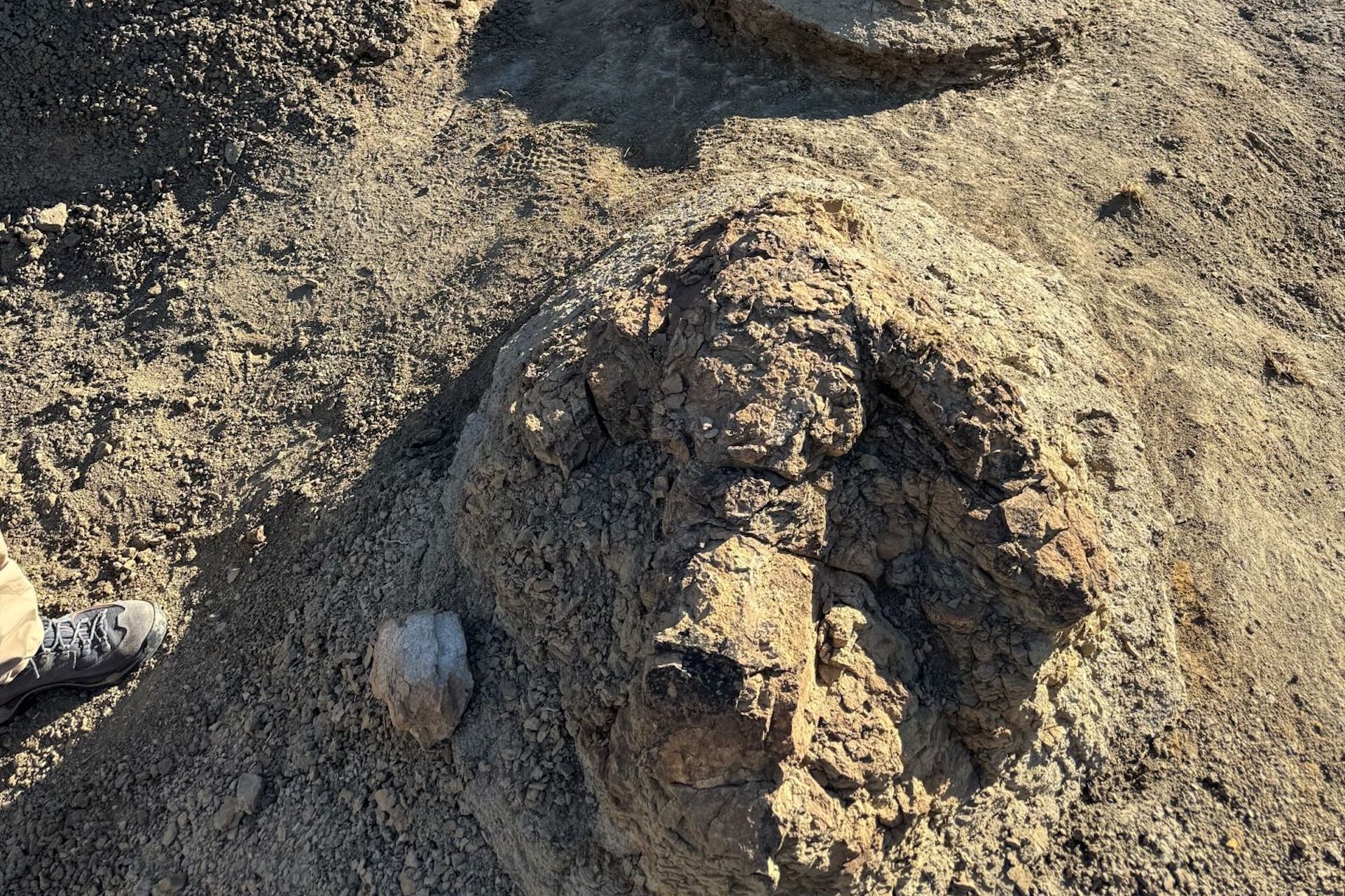 The 23-foot-long trackway was found in North Dakota.