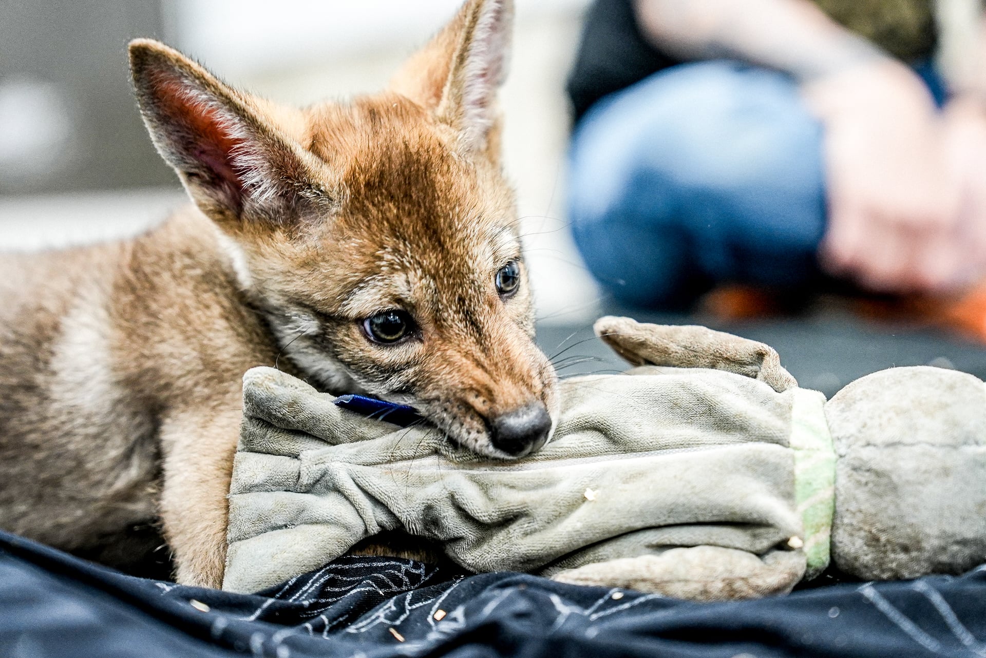 Ghost Red Wolf 2 Month Old
