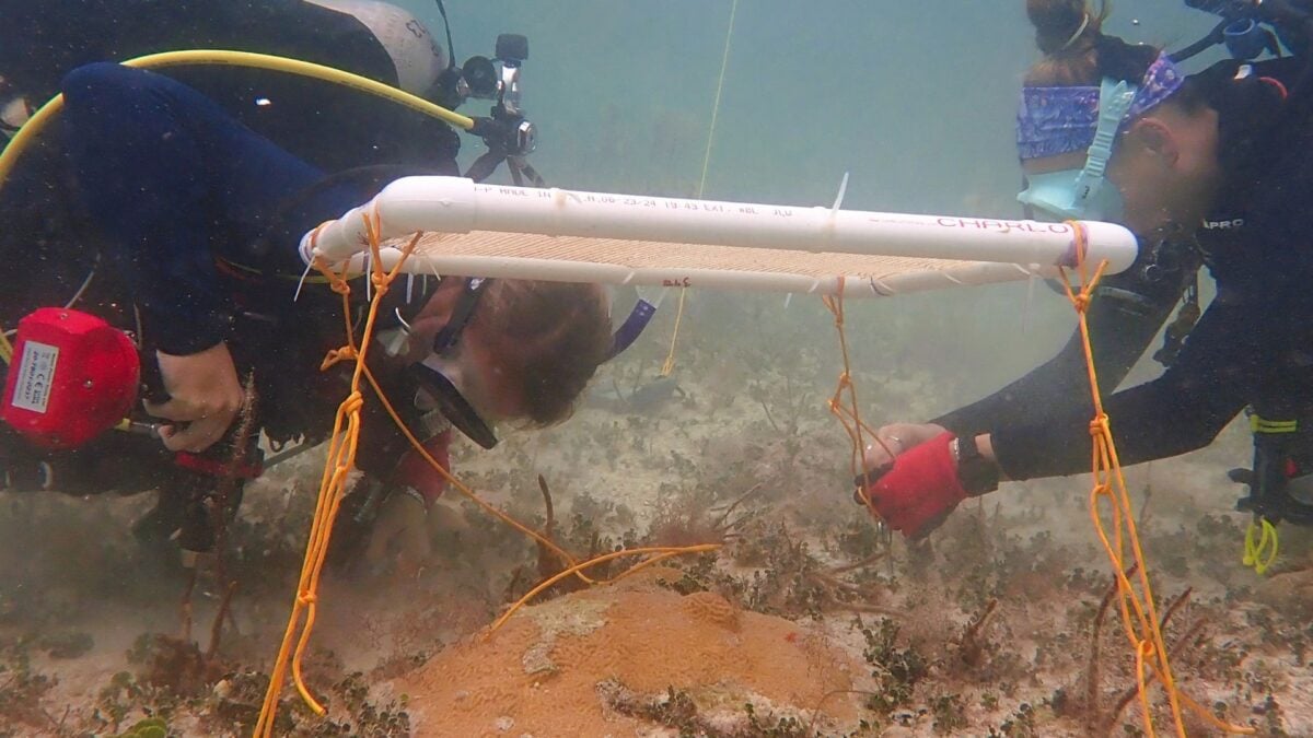 Scientists Invent Underwater Umbrellas to Protect Coral Reefs&mdash;and It Appears to Be Working