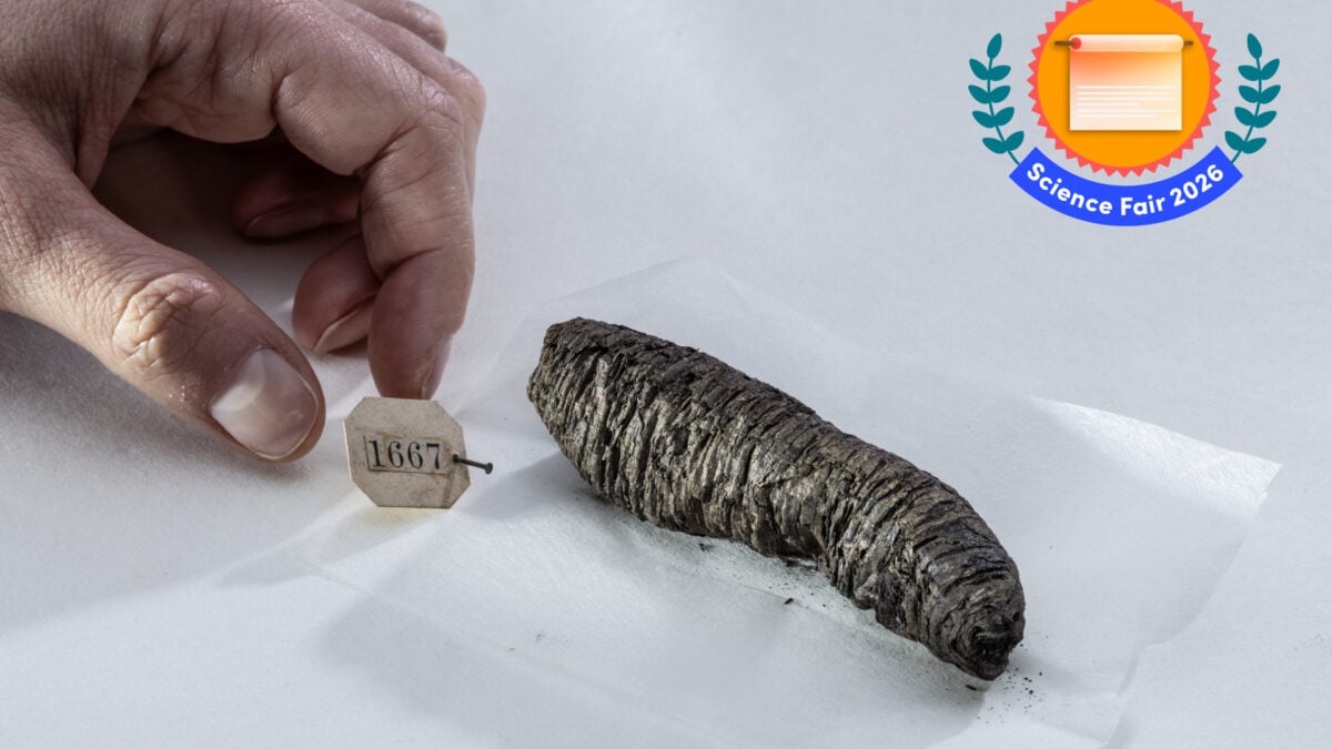 Photo: Gizmodo UC Berkeley Scientists Use Lead Ink Detection to Read Charred Ancient Scrolls