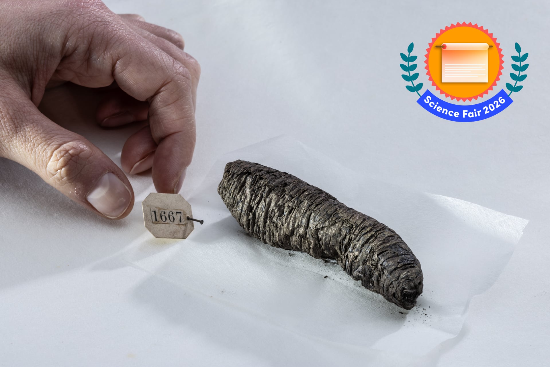 A photograph of PHerc. 1667, the scroll unwrapped by the Vesuvius Challenge.