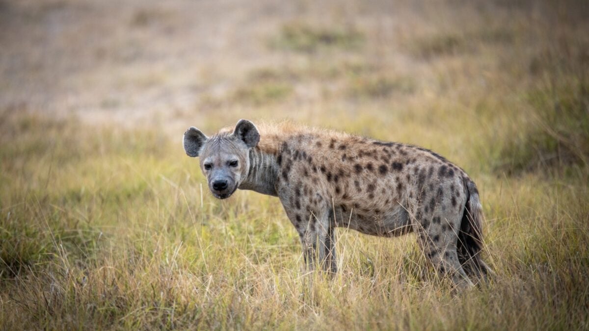 Scientists Thought Hyenas Followed Lions for Scraps. They Were Wrong