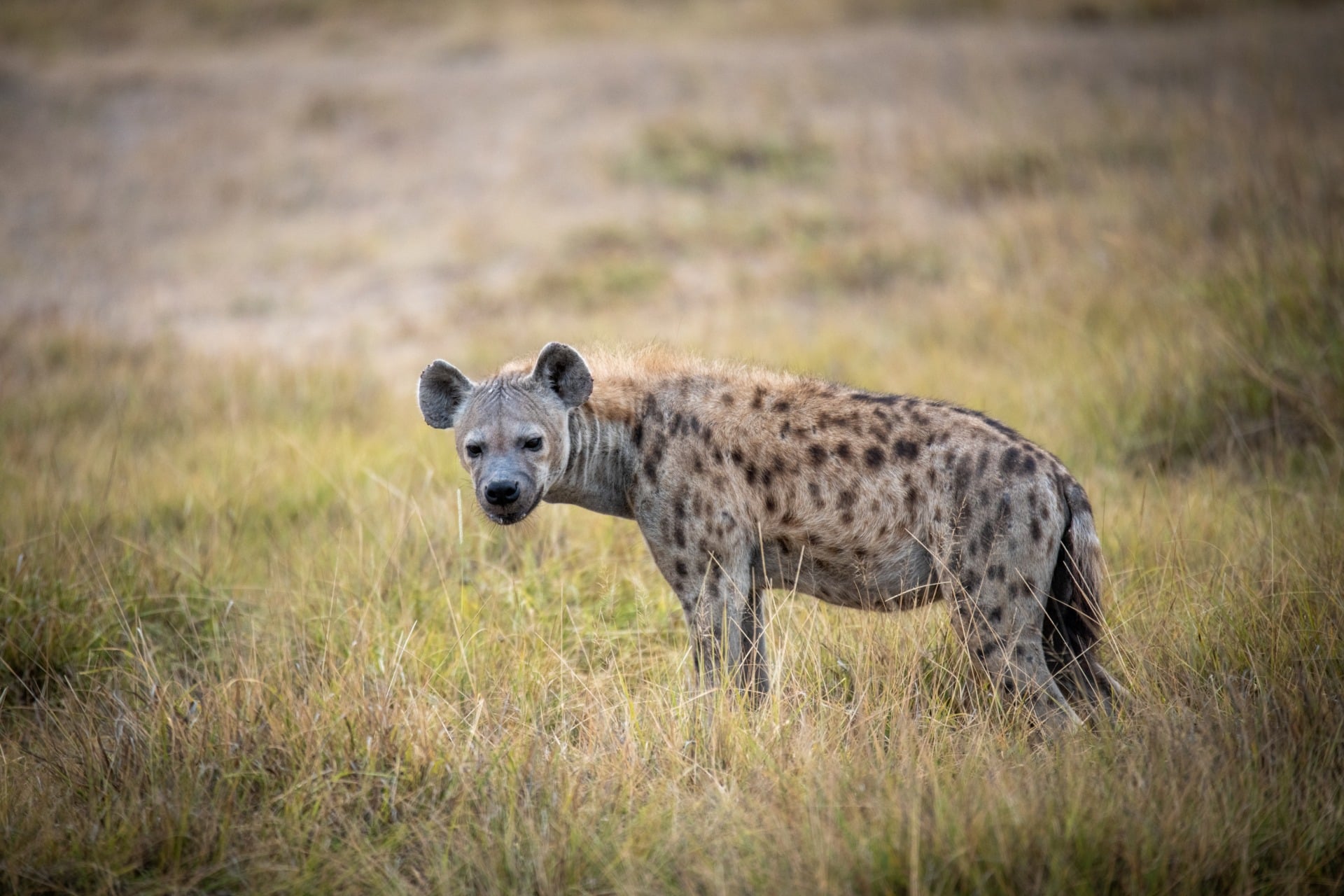 A portrait of a spotted hyena in Kenya.