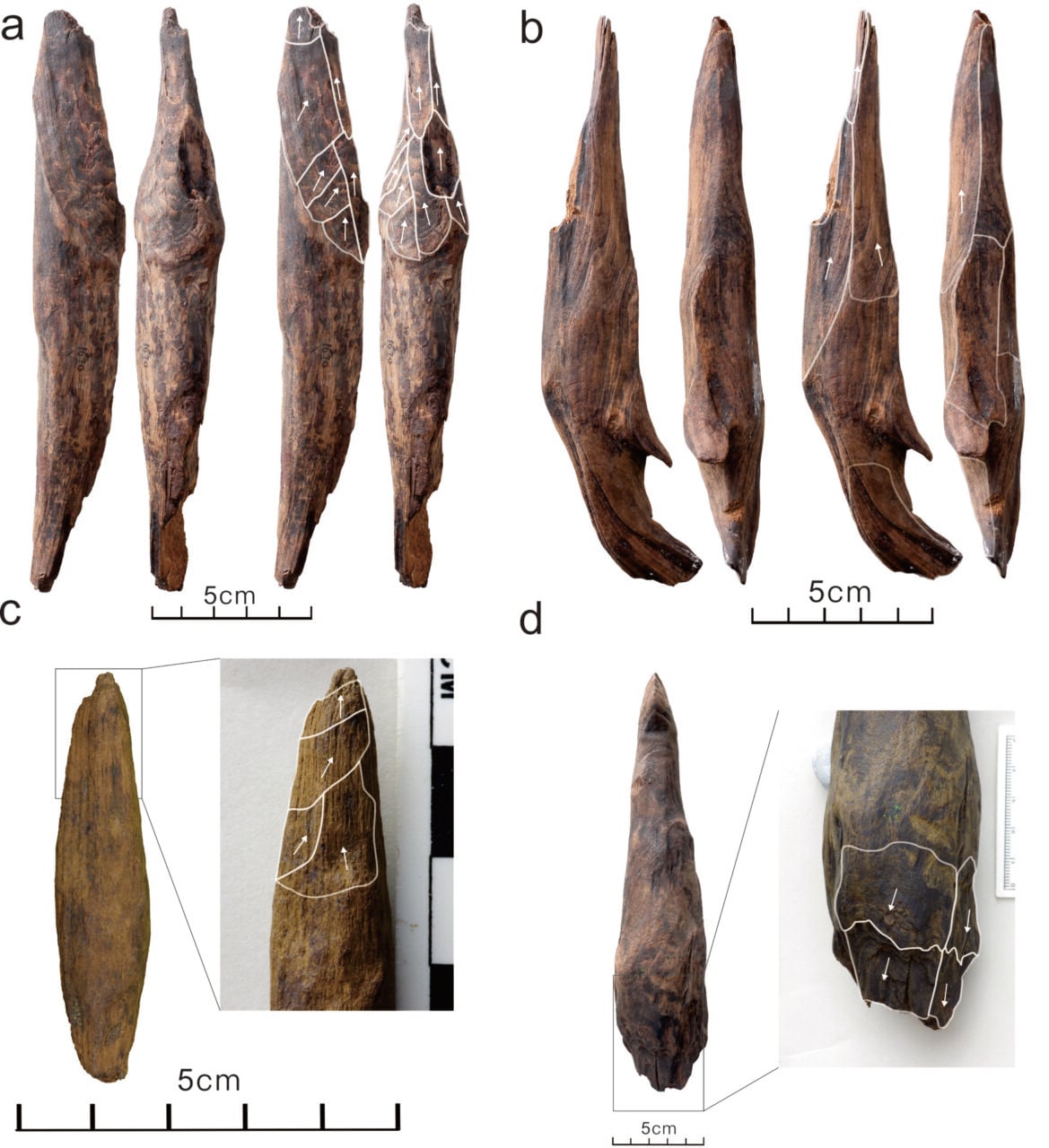 Wooden Tools Bianfu Denisovan Tools
