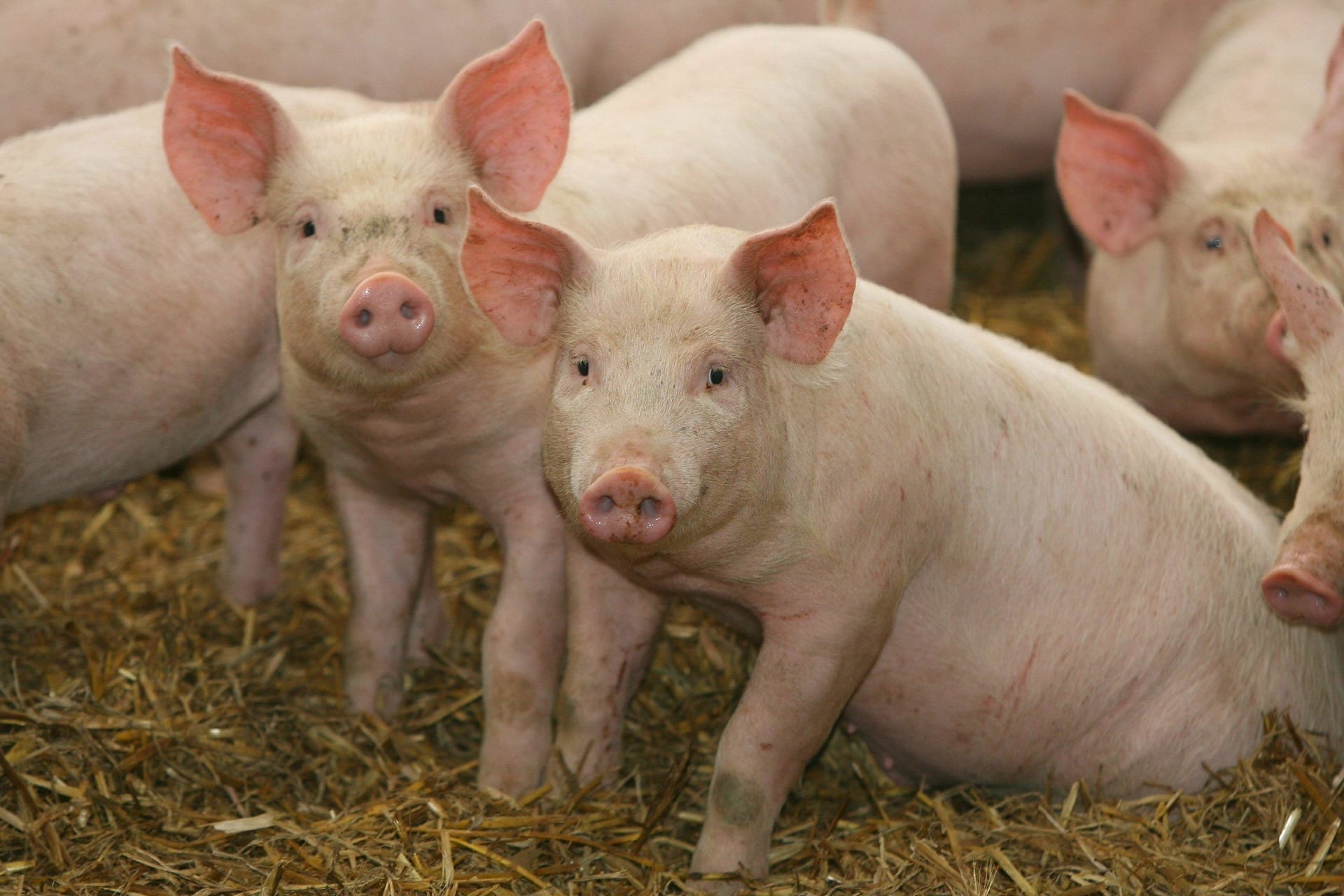 Researchers consider pig kidneys, which typically weigh around 0.22 pounds (100 grams), reasonable models for the human variety, which has a similar size and shape.