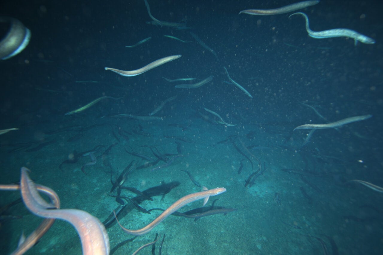 Basketwork Eels Patience Seamount Csiro Survey