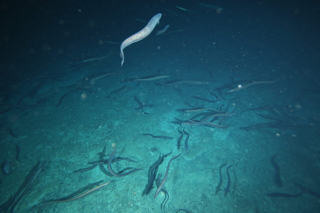 Basketwork Eels Patience Seamount Csiro Survey 2007