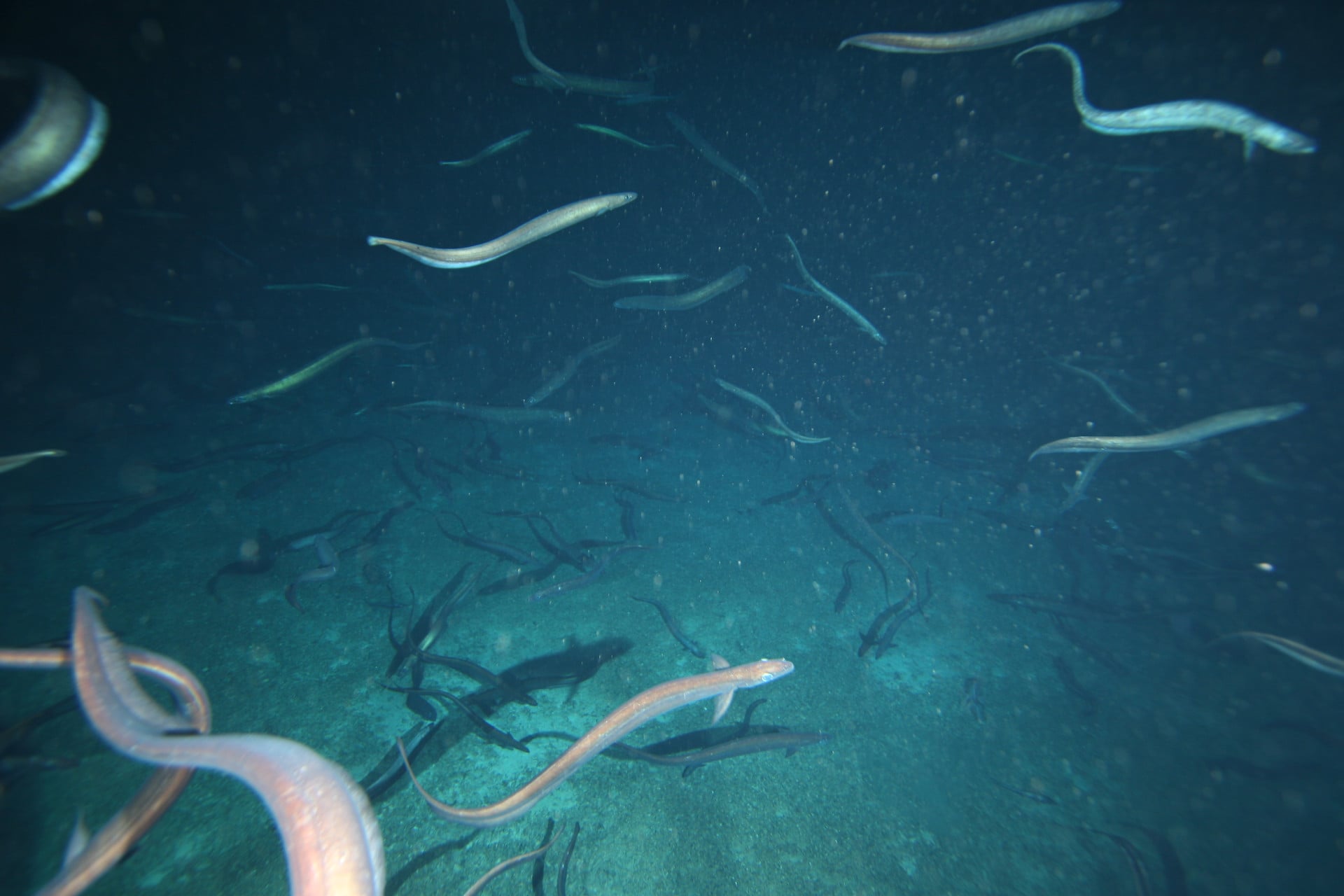 Basketwork eels swimming above the seabed at Patience Seamount during 2007 survey by CSIRO's RV Southern Surveyor-1.