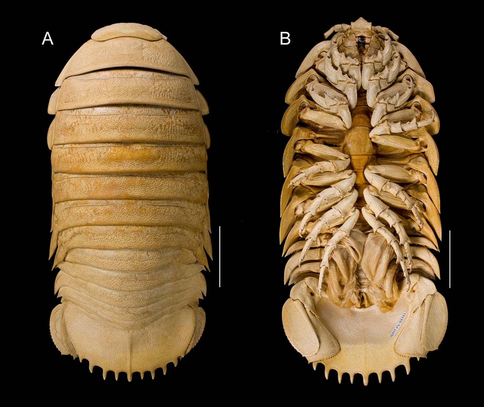 Bathynomus tuebingoborikensis isopod top bottom