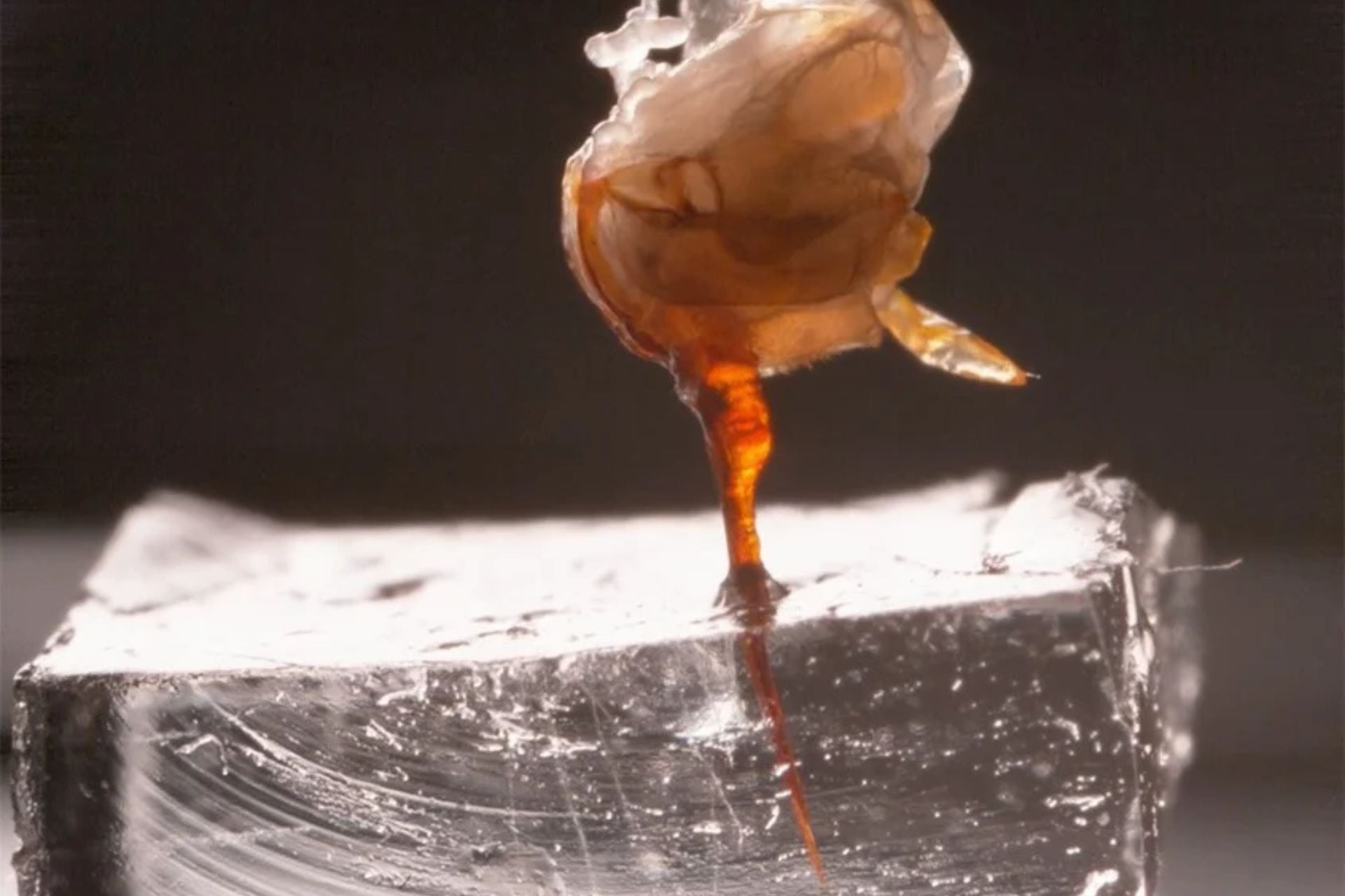 Honeybee Stinger Keeps Delivering Venom Long After the Bee Flees, New Study Shows