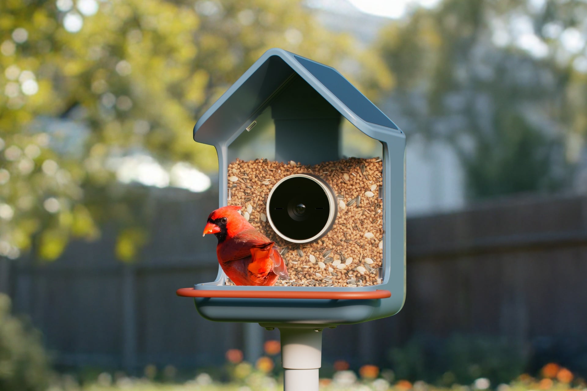 Closeup showing the Birdbuddy Home, with a bird perched on it.
