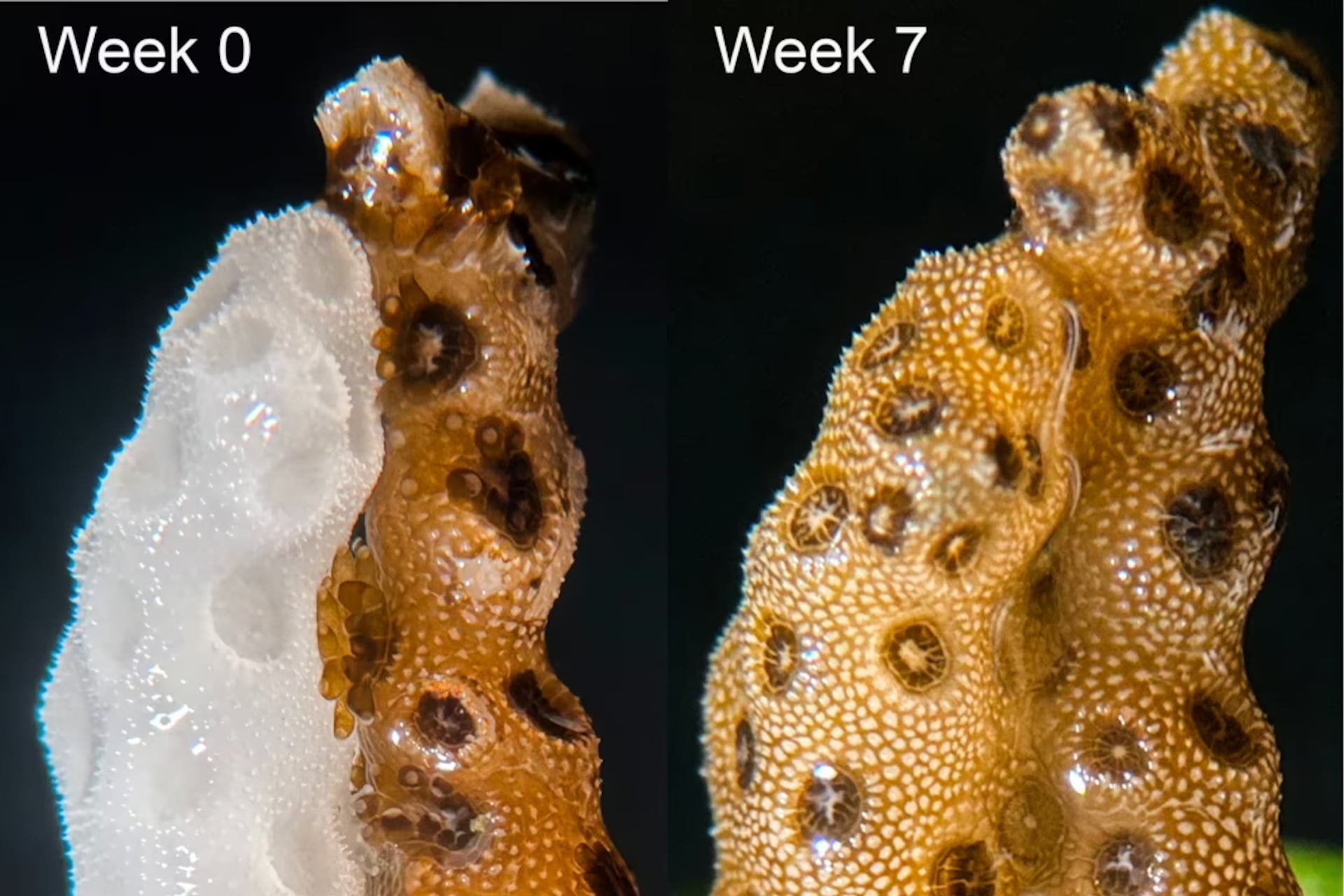 Collins Coral Contact Before After