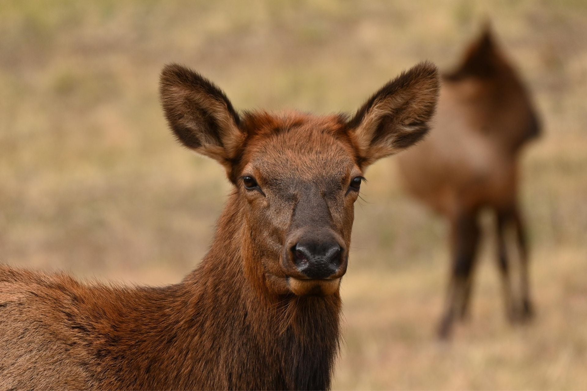 A wild female elk.