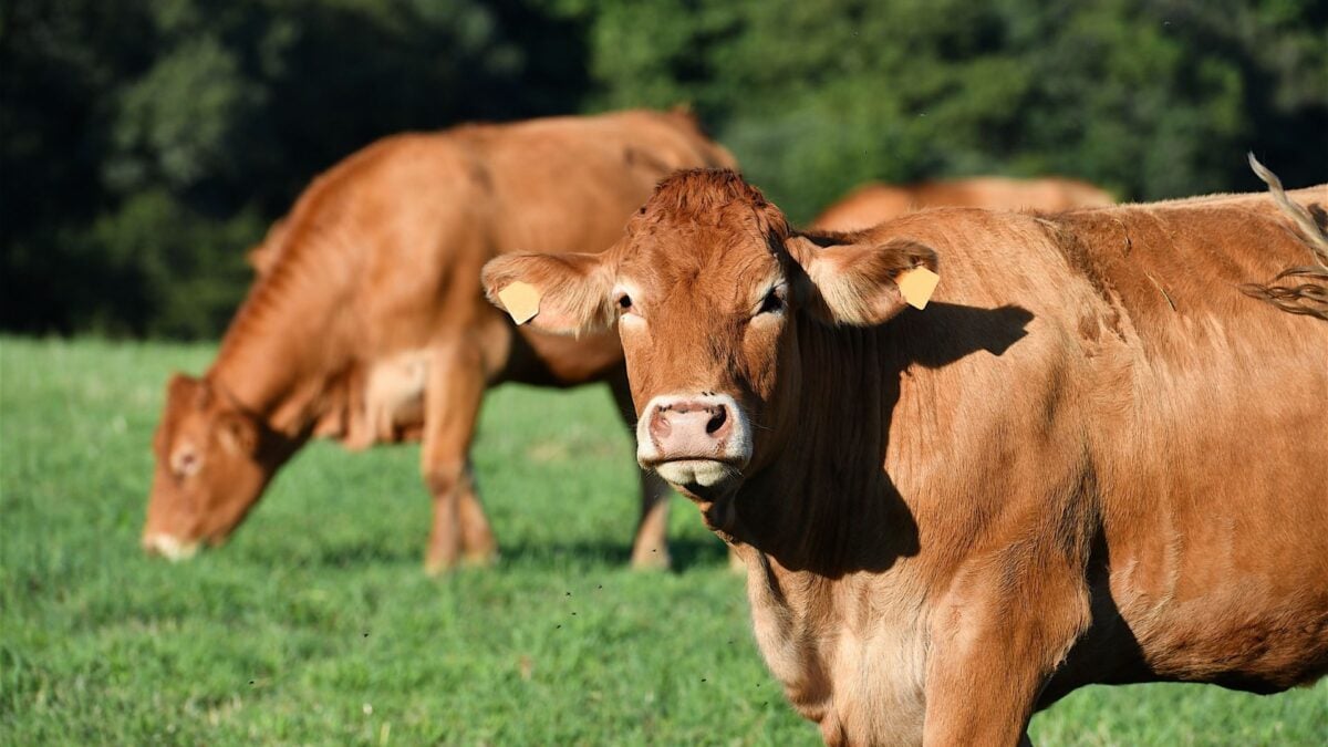 French officials reported the first known human case of Shamonda virus this week.